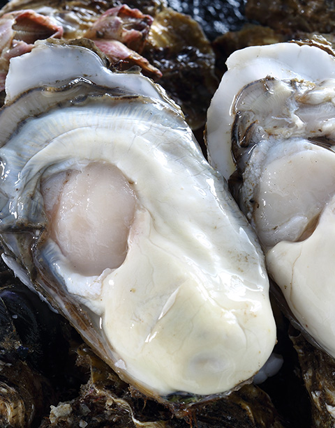 Rushan oysters