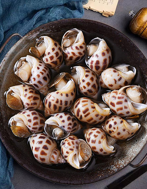Topshell