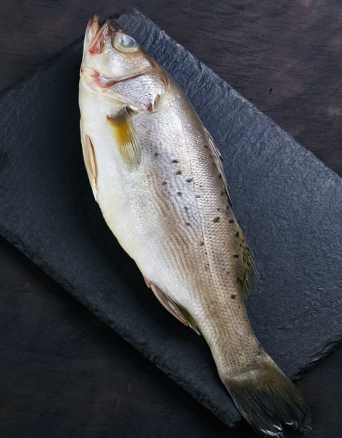Sea bass