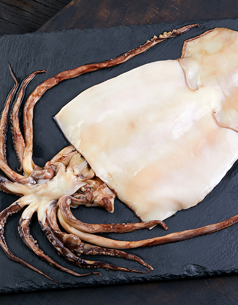 Squid