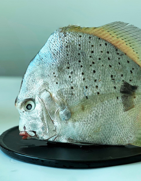Spotted Sicklefish  Drepane punctata 